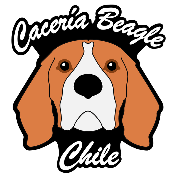 Caceria Beagle Chile